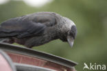 Eurasian Jackdaw (Corvus monedula)