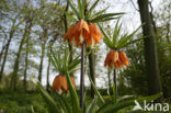 Crown Imperial (Fritillaria imperialis)