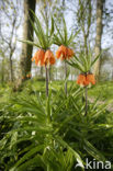 Keizerskroon (Fritillaria imperialis)