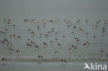 Lapwing (Vanellus vanellus)