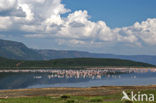 Lesser Flamingo (Phoeniconaias minor) 