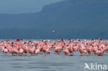 Lesser Flamingo (Phoeniconaias minor) 