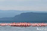 Lesser Flamingo (Phoeniconaias minor) 