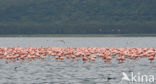 Lesser Flamingo (Phoeniconaias minor) 