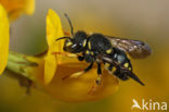 Kleine harsbij (Anthidium strigatum)