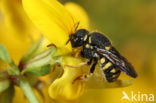 Kleine harsbij (Anthidium strigatum)