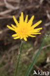 Dwarf Viper’s-grass (Scorzonera humilis)