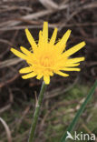 Kleine schorseneer (Scorzonera humilis) 