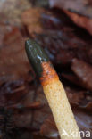 Dog Stinkhorn (Mutinus caninus)