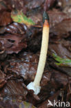 Dog Stinkhorn (Mutinus caninus)