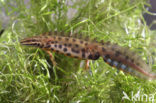 Kleine watersalamander (Triturus vulgaris)