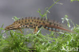 Kleine watersalamander (Triturus vulgaris)