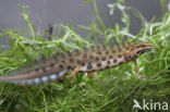 Kleine watersalamander (Triturus vulgaris)