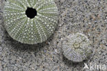 Shore sea urchin (Psammechinus miliaris)