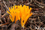 Yellow turning fork (Calocera viscosa)