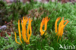 Kleverig koraalzwammetje (Calocera viscosa)