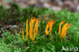 Yellow turning fork (Calocera viscosa)