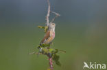 Eurasian Linnet (Carduelis cannabina)