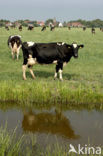 Cow (Bos domesticus)