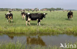 Cow (Bos domesticus)