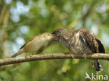 Common Cuckoo (Cuculus canorus)