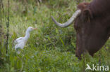 Koereiger (Bubulcus ibis)