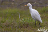 Cattle Egret (Bubulcus ibis)