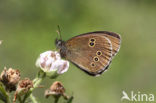 Koevinkje (Aphantopus hyperantus)