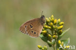 Koevinkje (Aphantopus hyperantus)