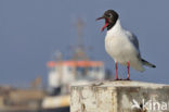 Black-headed Gull (Larus ridibundus)