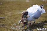 Black-headed Gull (Larus ridibundus)