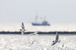 Black-headed Gull (Larus ridibundus)