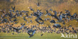 White-fronted goose (Anser albifrons)