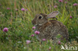 Konijn (Oryctolagus cuniculus) 