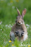 Rabbit (Oryctolagus cuniculus) 