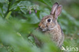 Konijn (Oryctolagus cuniculus) 