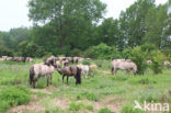 Konik horse (Equus spp)