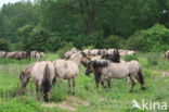 Konik horse (Equus spp)