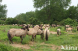 Konik horse (Equus spp)