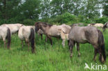 Konik horse (Equus spp)