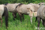 Konik horse (Equus spp)