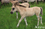 Konik horse (Equus spp)