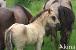 Konik horse (Equus spp)