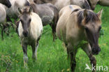 Konik horse (Equus spp)