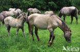 Konik horse (Equus spp)