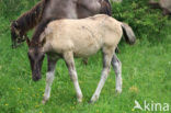 Konik horse (Equus spp)