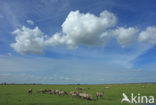 Konik horse (Equus spp)