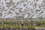 Krombekstrandloper (Calidris ferruginea)