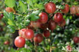 Gooseberry (Ribes uva-crispa)