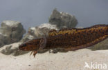 Burbot (Lota lota)